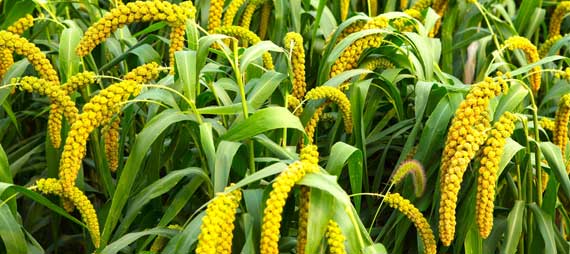 Millet Makes a Splash as Gluten-free Golden Grain Millet Makes a Splash as Gluten-free Golden Grain