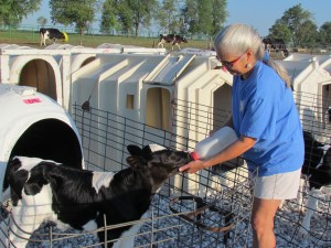 a photo of susan anglin, the dairy mom from spotted cow review, bottle feeding a calf