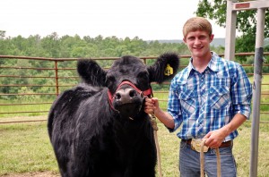 Trevon works with one of his show cows