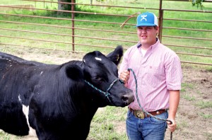 Tyler works with one of his show cows