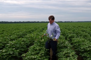 Nathan showing the growth progress of his cotton.