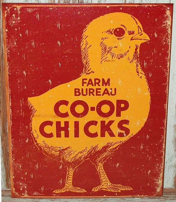 Arkansas-Farm-Bureau-chickens