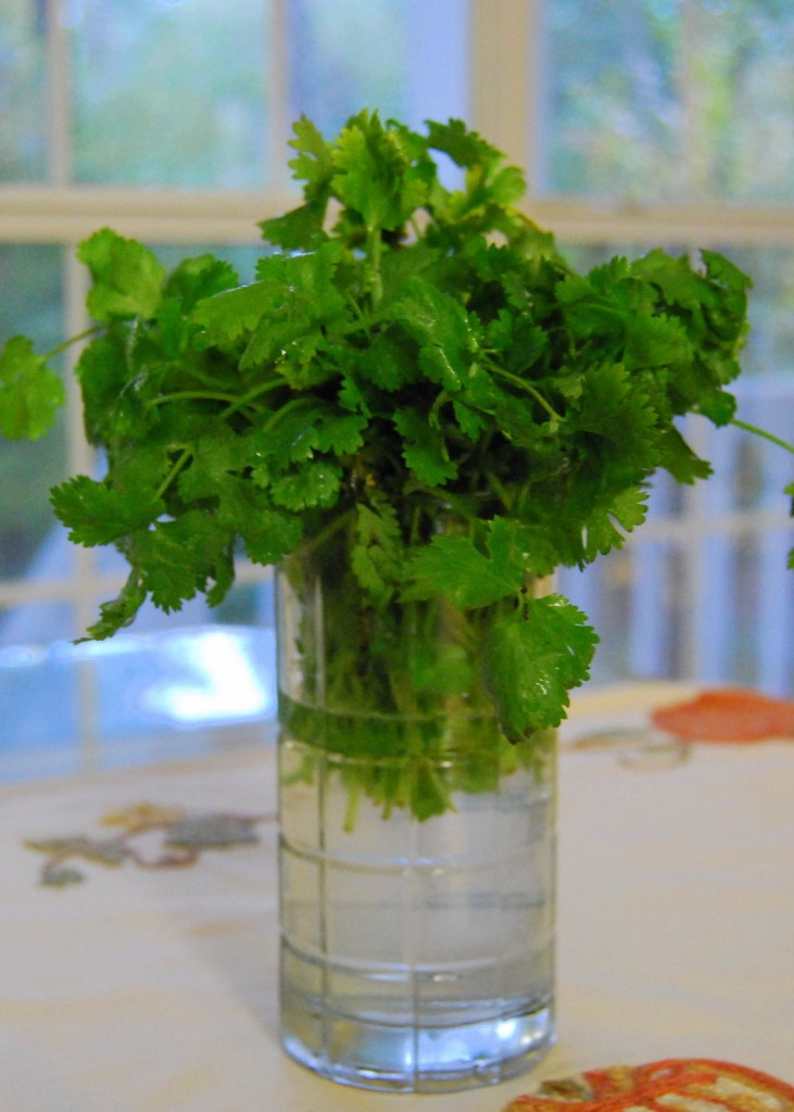 herbs cilantro 2 weeks