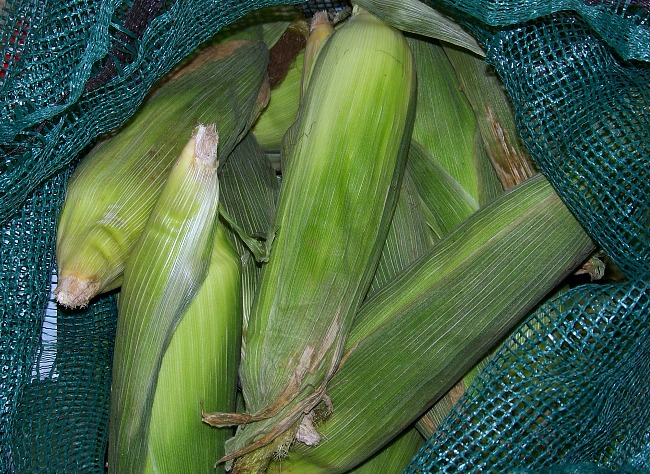 FB freezing corn -in husks in sack