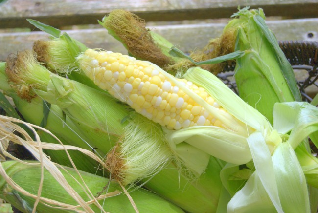 taste arkansas 650  corn on cob slow cooker diningwithdebbie