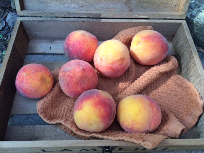 Fresh Arkansas peaches