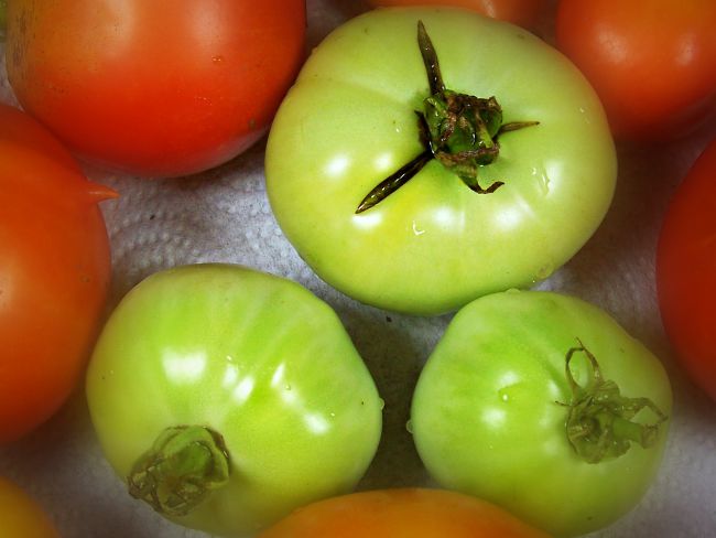 Fried green tomatoes header