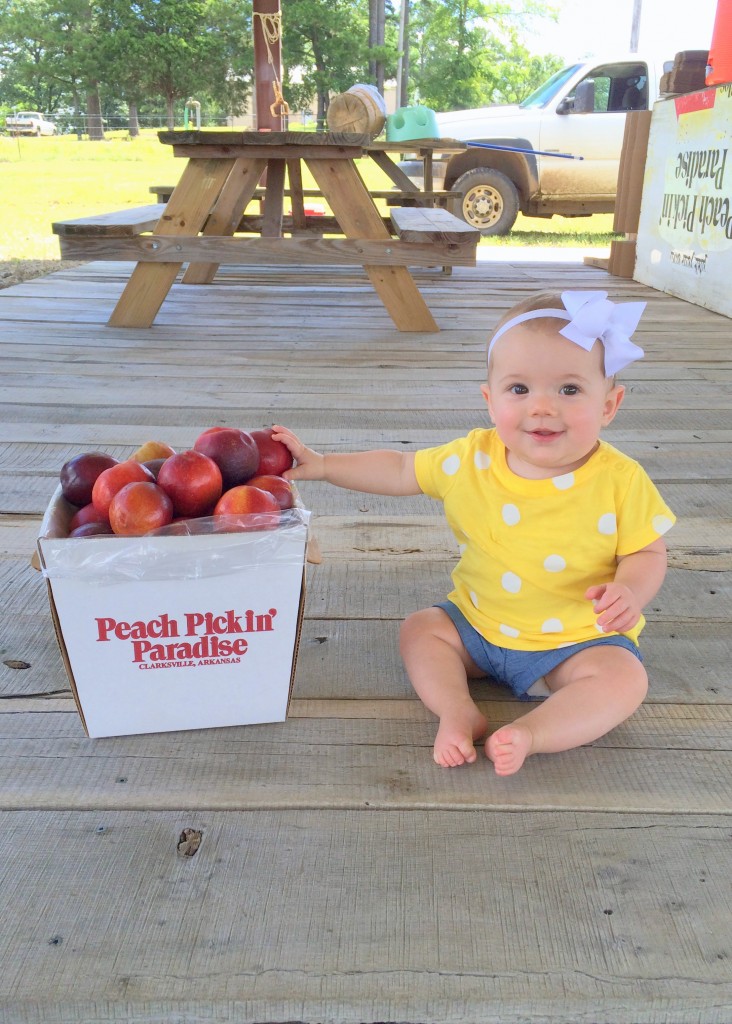 peach picking paradise baby kate used with permission for taste arkansas