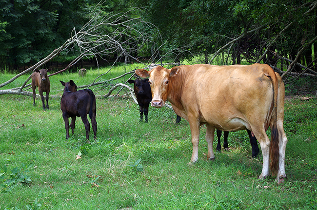 Cattle on Possum Hollow Family Farm