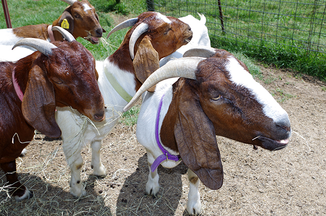Goats at Possum Hollow Family Farm