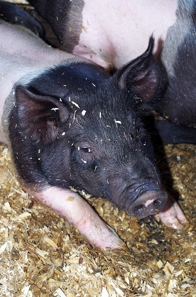 Hogs at Possum Hollow Family Farm