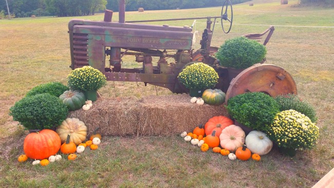 roseberry farms hay bale pumpkins tractor