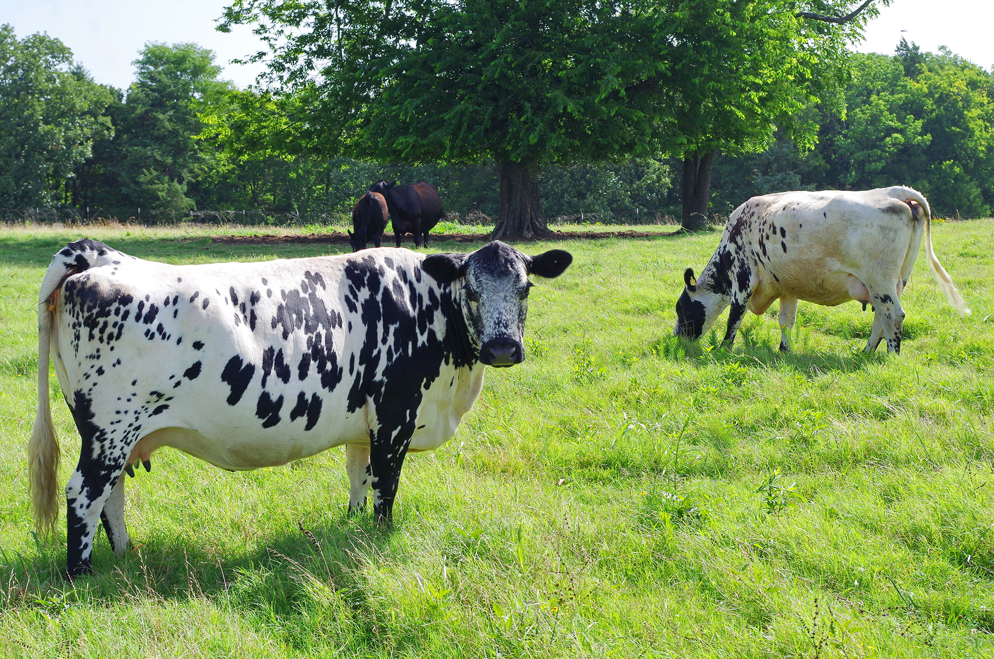 Fred and Sue Denison farm 07-12-16 KS 35_resize